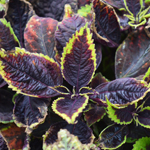 Coleus Walter Turner